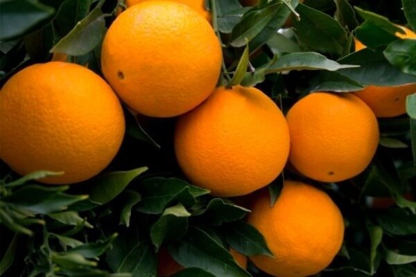 propiedades de la naranja