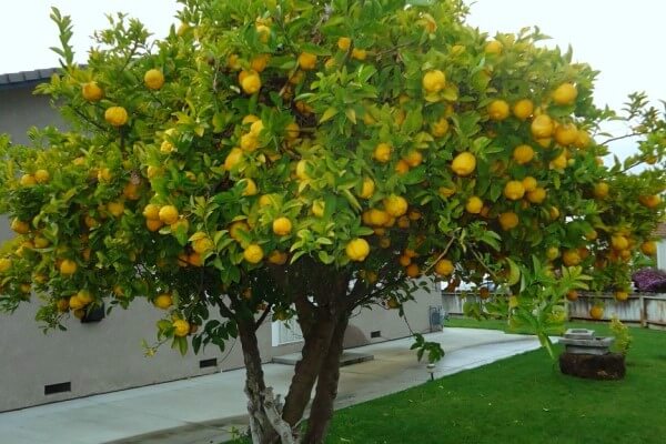 cómo es el árbol limonero frutal