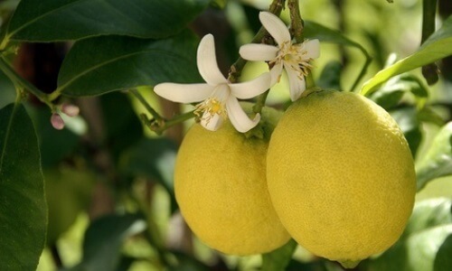 limonero flor y fruto