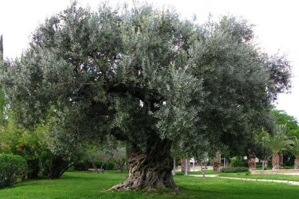 cómo es el arbol olivo