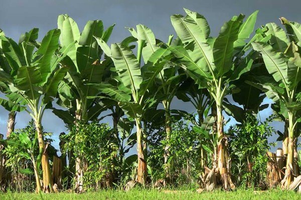banano o platanera es una planta